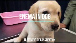 Enema in Dog  Enema in Pup  Constipation Treatment  Glycerine Suppositories  Fast recovery [upl. by Lorelei]