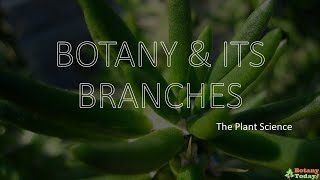 Branches of Botany  Botanical Science Sub branches [upl. by Ketchan941]