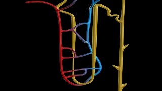 Human Physiology  Overview of the Renal Tubule System [upl. by Beale]