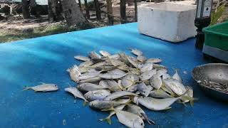 fishing Ambalangoda geography fishing ambalangoda srilankans [upl. by Naamana418]