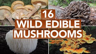 16 Wild Edible Mushrooms You Can Forage This Autumn [upl. by Bell985]