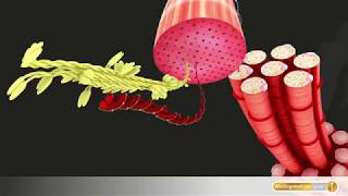Muskel Aufbau eines Muskelbündels aus Muskelfasern [upl. by Siulegroj]