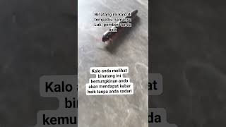 Binatang apa kalo di daerah kamu ini guys [upl. by Lindi]