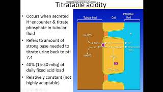 Renal Bicarbonate Absorption and Titratable Acidity [upl. by Hoes]