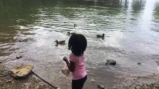 Feeding ducks [upl. by Slocum]