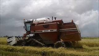 Farm Work CombineHarvester Rice harvesting colheita de arroz no Suriname [upl. by Ssilem106]