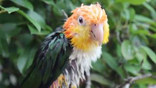 Caique Parrot Outside [upl. by Atews]