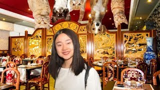 COSA SI MANGIA IN UN VERO RISTORANTE CINESE  CANI E GATTI [upl. by Iot]