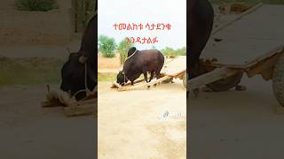 Wow😱😱shorts ethiopia habesha animals animal [upl. by Anod]