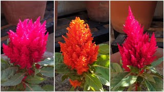 How to Grow and Care Celosia Plant  Fun Gardening [upl. by Intihw]