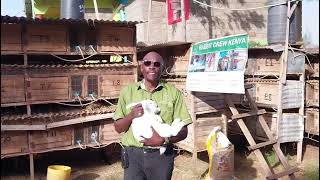 Is Rabbit Farming a Viable Agribusiness in Kenya  Rabbit Crew Kenyas Perspective  PART 1 [upl. by Ayitahs]