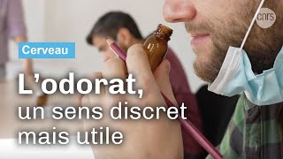 Les confidences de l’odorat  Reportage CNRS [upl. by Lenwood]