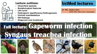 quotBattling Gapeworm  Everything You Need to Know About Syngamus trachea infection in Chickensquot [upl. by Nevad]