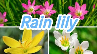 How to grow Rain lily beautiful flowers [upl. by Naed]