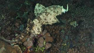 Wobbegong Shark eating a Black Tip Reef Shark [upl. by Nonnac138]