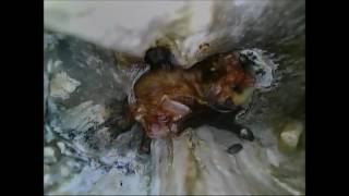 Brown longeared bat and Natterers bat in Sycamore [upl. by Dett319]