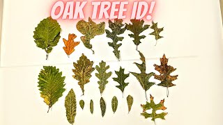 Oak Tree Identification Guide 20 Species [upl. by Efren]