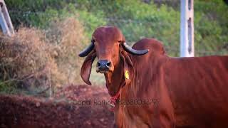 Pure Red Colour Gir Cow Sale 8238003377 cow farming gopalrathod [upl. by Lrak]