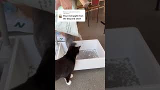 Best Low Dust Cat Litter  POUR TEST [upl. by Camm131]