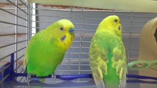 BudgiesParakeets Pair With ChemistryВолнистых попугаев [upl. by Cortney]