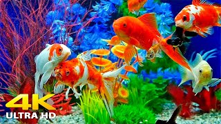 Aquarium 4K VIDEO ULTRA HD 🐠 Beautiful Relaxing Coral Reef Fish  Relaxing Sleep Meditation Music [upl. by Hauge25]