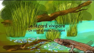 Lézard vivipare un sujet détude fascinant [upl. by Artinad738]