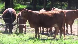 Tarentaise Cow for Sale Registered Purebred [upl. by Cindi]