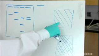 Electrophoresis How to Read Results [upl. by Hui]