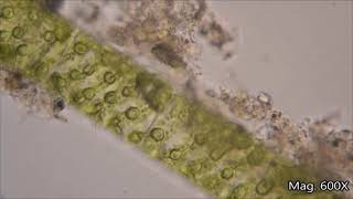 CLASS X BIOLOGY FRAGMENTATION IN SPIROGYRA [upl. by Enida]