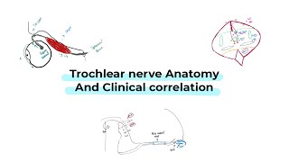 Trochlear nerve anatomy and clinical correlation شرح بالعربي [upl. by Alarise]