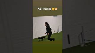 AgilityTraining mit Maja  Agi15 [upl. by Aicekat]