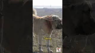 Der Kangal Der ultimative Schutzhund in Aktion 🛡️🐕 Shorts Kangal [upl. by Waters133]