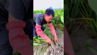 Healing rural lifepickingfruitvegetablerural life farming fruitpicking satisfyingagriculture [upl. by Belmonte966]