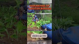 HARVEST LAKATAN BANANA SEEDLINGS farming bananancultivation banana lakatan agriculture [upl. by Nodyarg]