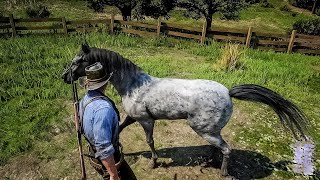 Most Rarest amp Fastest Arabian Horse in RDR2 [upl. by Eon]