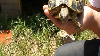 tortues dhermann comment reconnaitre un male dune femelle [upl. by Yort612]