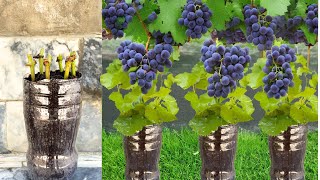 Successful Grafting Technique How to Grow Grapes in Water Bottles  Growing Grapes From Cuttings [upl. by Wartow177]