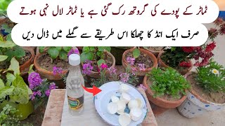 Use only one eggshell make calcium fertilizer for 20 plant  Natural fertilizer for plants [upl. by Yrrep]