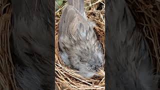 Wild Babbler Nest A Day in the Life of Newborn babies shortsviral shortsvideo [upl. by Rehpotsirh]