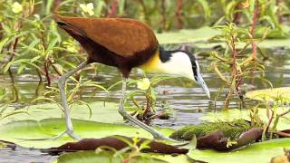 African Jacana the Jesus Bird [upl. by Pedroza]