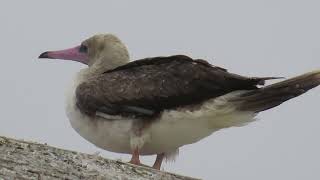 8102024Red Footed BoobyMarine Center Port Townsend [upl. by Eldrida775]