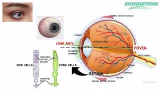 How specialised rod and cone photoreceptor cells in our retina help us in vision  January 2022 [upl. by Ultima]