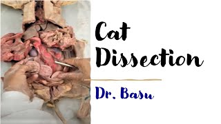 Cat Dissection  Dr Basus Easy Anatomy amp Physiology [upl. by Anastas508]