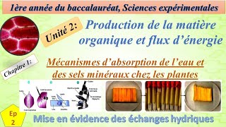 1BSEFU2CH1EP2 absoption de leau et des sels minéraux par les plantes chlorophylienne [upl. by Etteuqal]