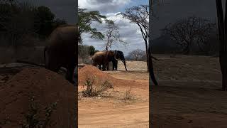 Elephants in ithuba Tsavo East shortsfeed wildlife animals tsavoeast [upl. by Raye]