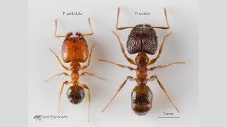 Pheidole pallidula vs Pheidole nodus [upl. by Tanitansy]