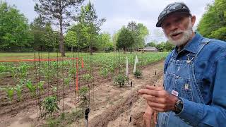 Birds CHIRPING Promotes Plant GROWTH  ElectroCulture Gardening  Tomato Experiment [upl. by Leirol]