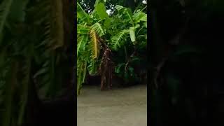 youtube nature short jharer kichu moments [upl. by Barbuto430]