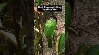 Myna amp Gecko Come Say Hi to Little Bird – Lineated Barbet Regurgitation Feed Chick in Hole [upl. by Thorma]