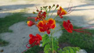 Dwarf Poinciana bush or tree Caesalpinia pulcherrima [upl. by Cailly981]